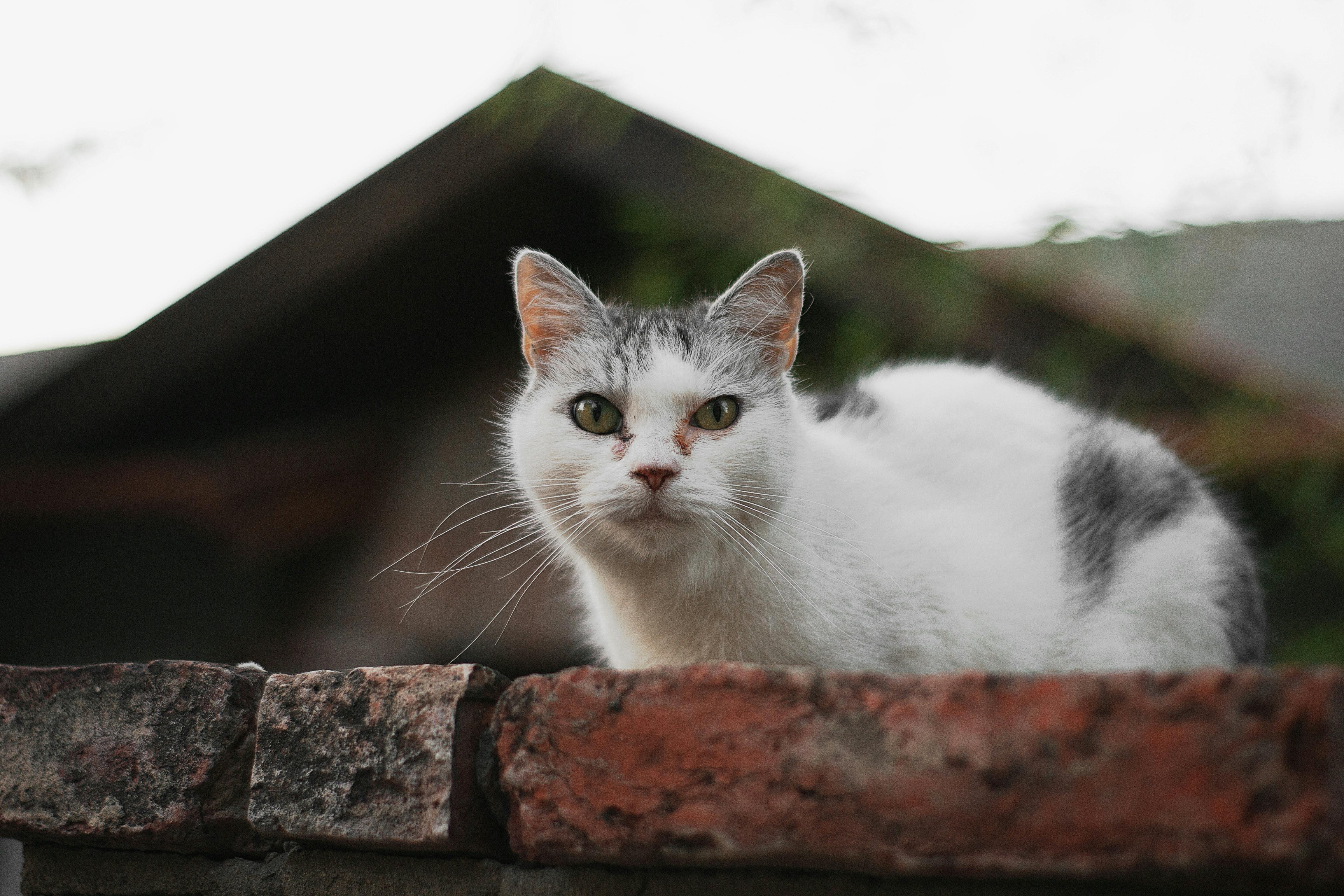 White and grey cat on a wall