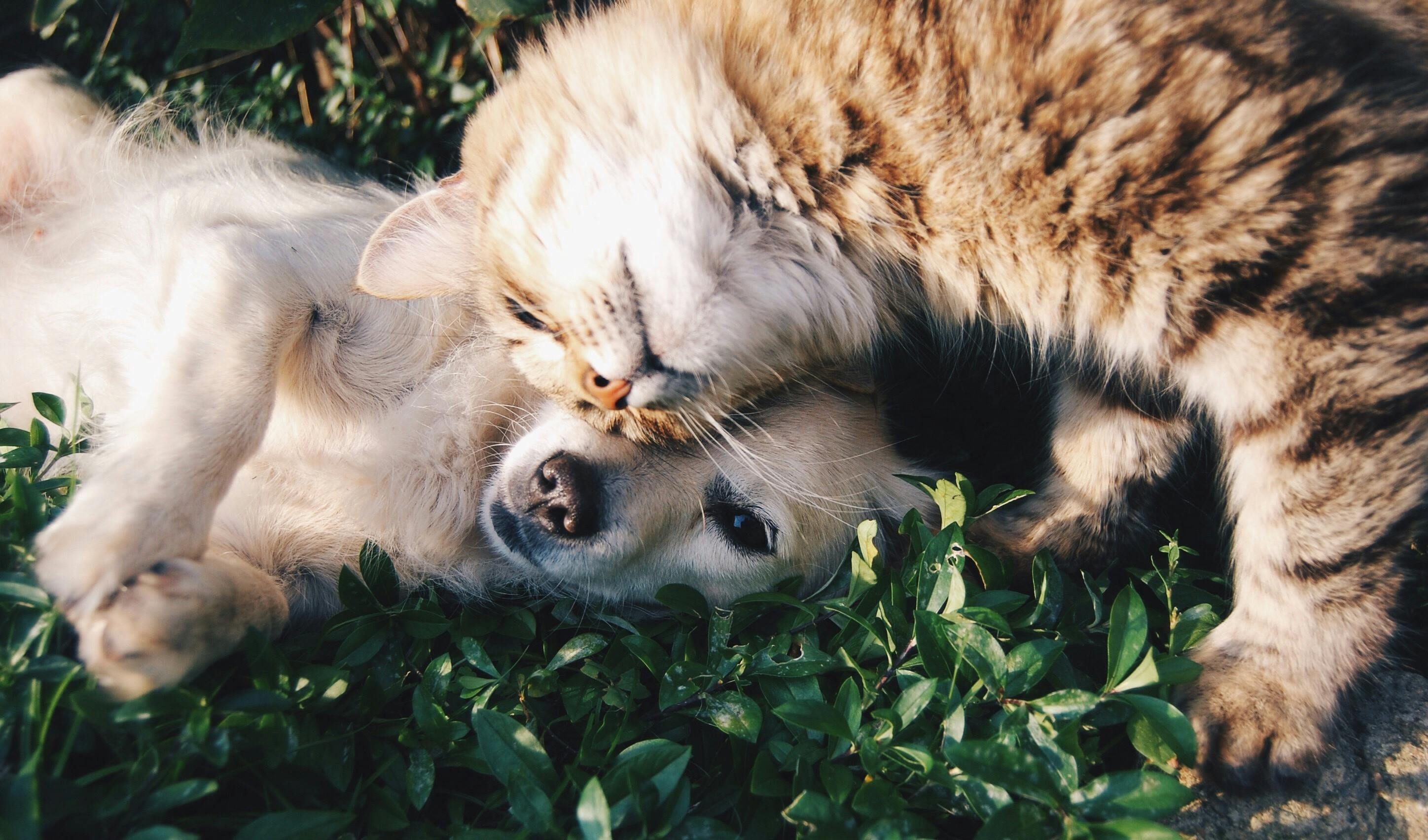 Cute cat and dog cuddling