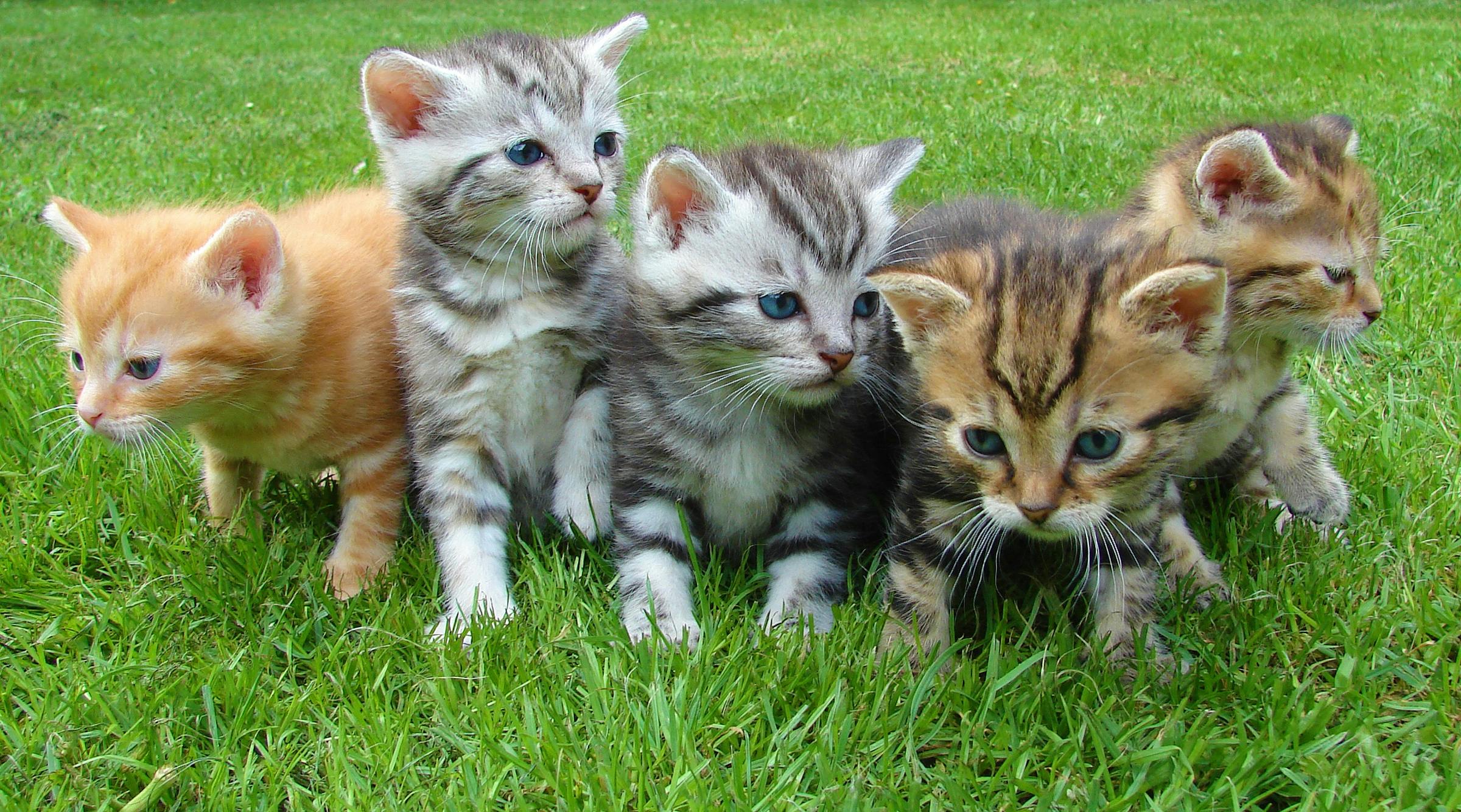 five cute kittens cats on grass