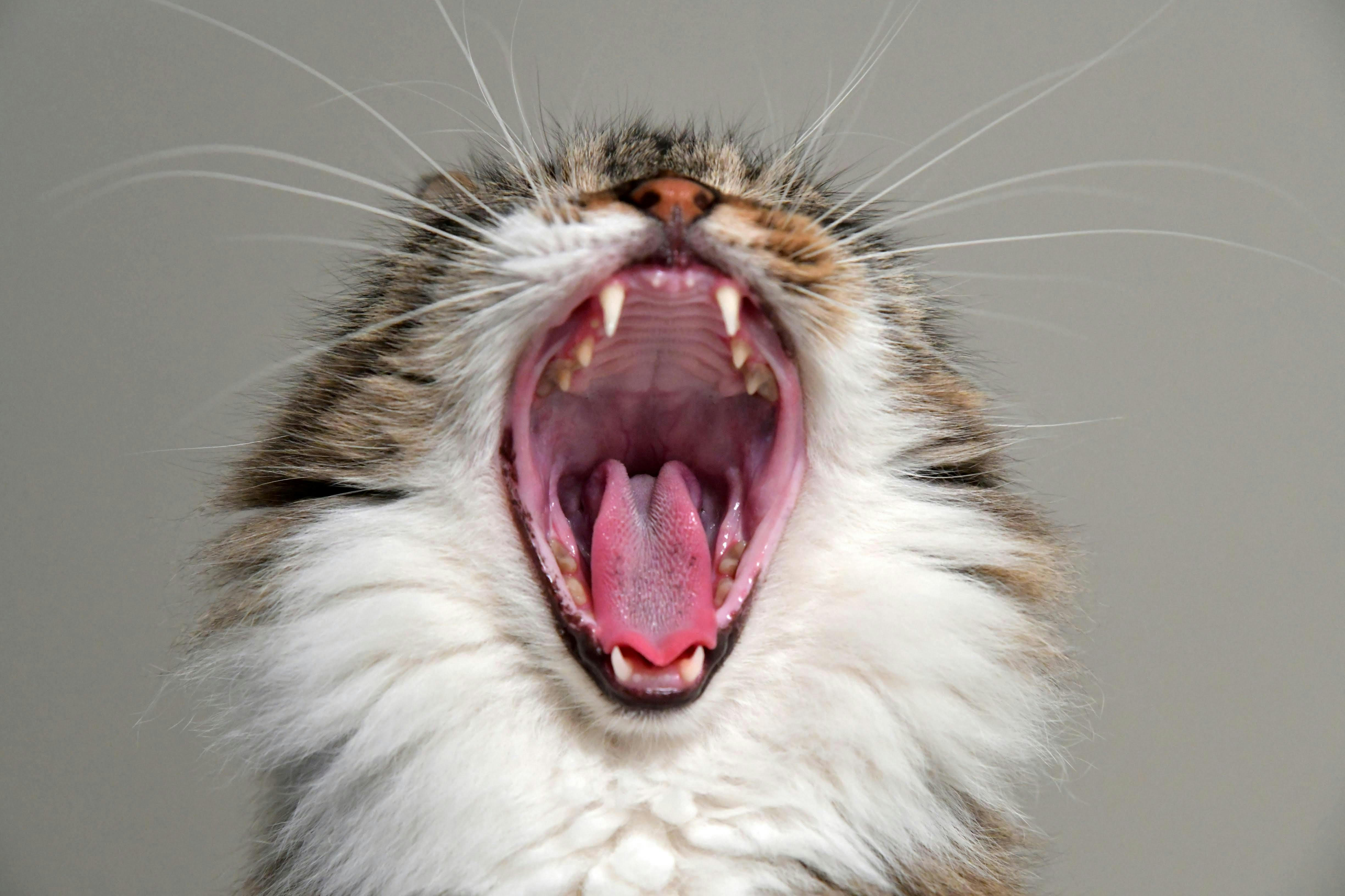 Cat yawning showing its teeth