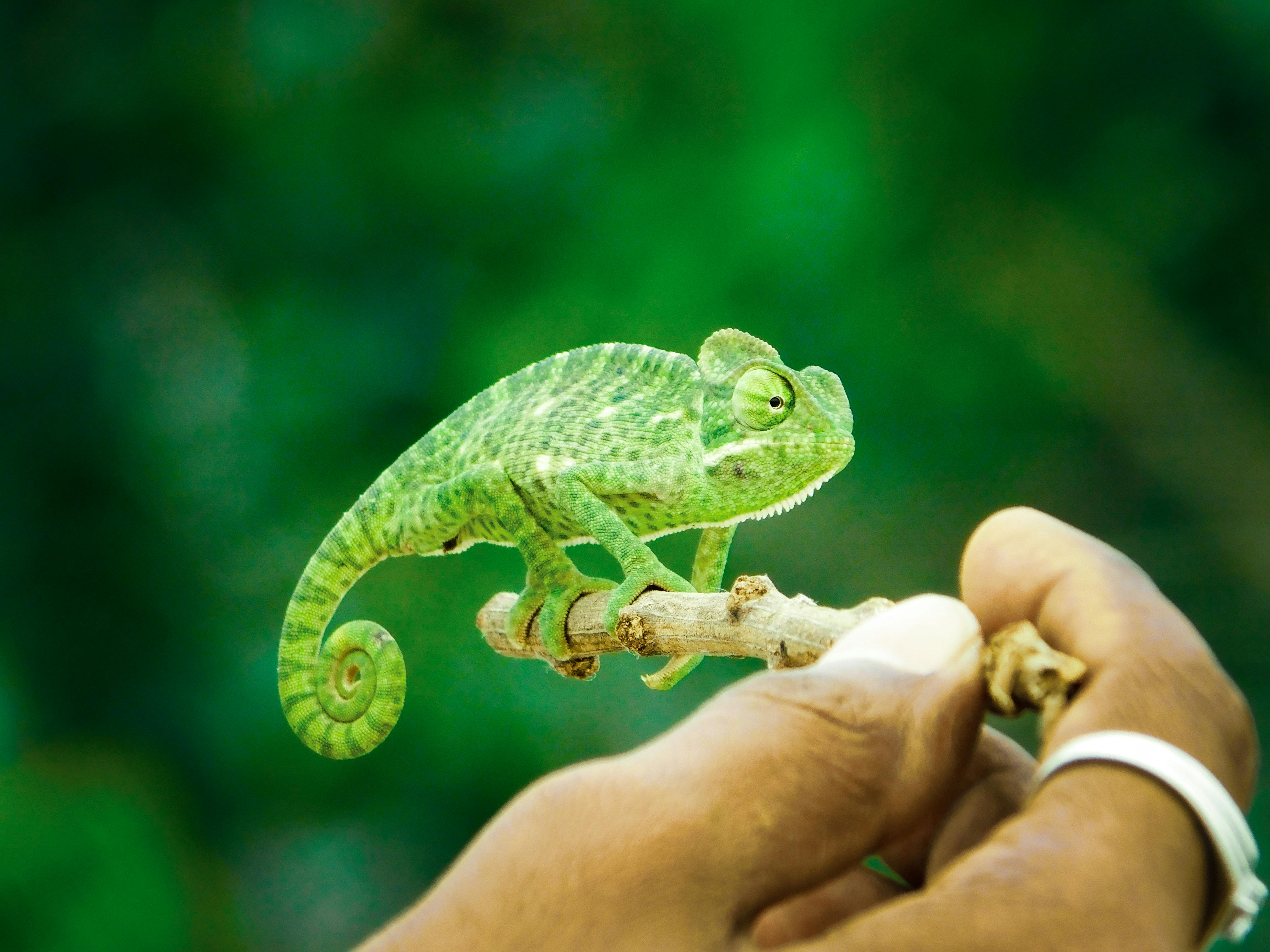 Chameleon on a stick being held by someone