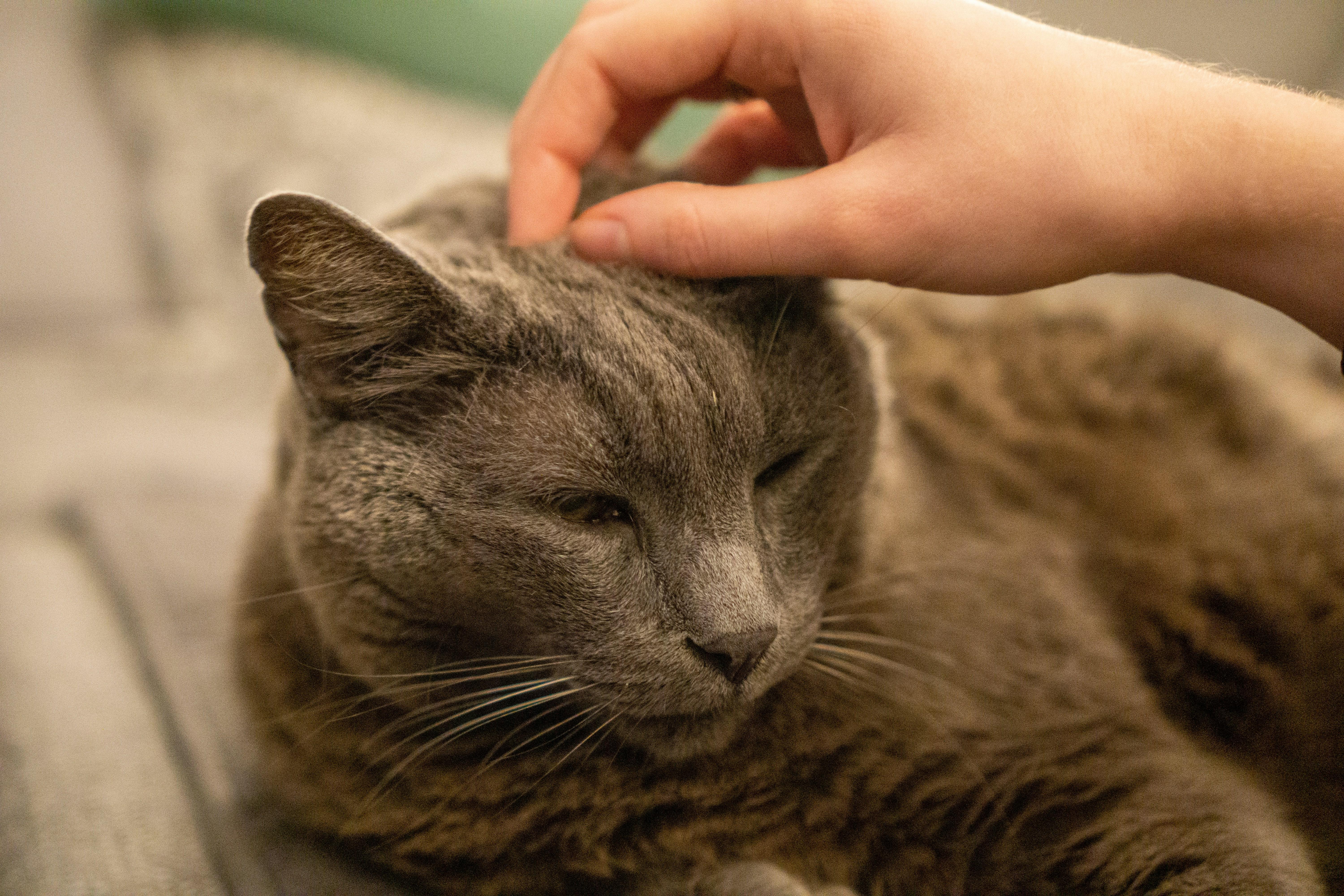 maurice-dt-_kQ_nqHIZM8-unsplash