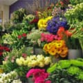 Florist