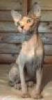 Sphynx