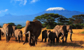 Wildlife Safari Exploreans - www.wildlifesafariexploreans.org