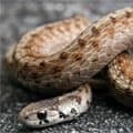 Snake