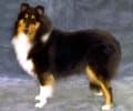 Collie (rough)