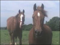 Mill Farm Riding School and Trekking Centre