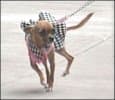 Short Hair Chihuahua