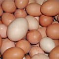 Eggs (not Fried)