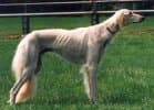 Saluki
