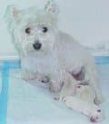 West Highland White Terrier