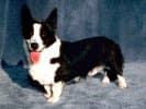 Cardigan Welsh Corgi