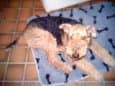 Airedale