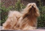 Lhasa Apso