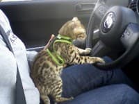 Bengal