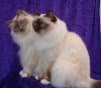 Birman