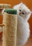 Long-haired Persian