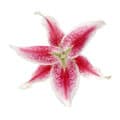 Stargazer Lily