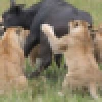 Ababa Safaris - www.ababasafaris.com