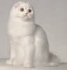 Scottish Fold