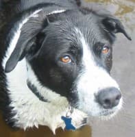 Border Collie