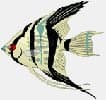 Angelfish