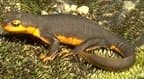 Newt