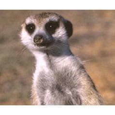 Meet the Meerkats