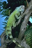 Iguana Lizard