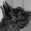 Scottish Terrier