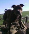 Staffordshire Bull Terrier