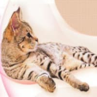 CozyCatFurniture.com - www.cozycatfurniture.com