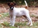 Fox Terrier (Smooth)