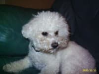 Bichon Frise