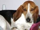 Basset Hound