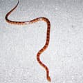 Corn Snake