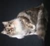 Norwegian Forest Cat