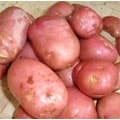 Potato - Sarpo Axona