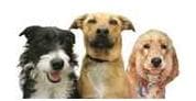 Dog Pages www.dogpages.org.uk