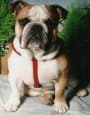 English Bull Dog