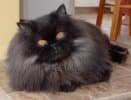 Persian Smoke