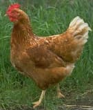 Chicken (Hens)