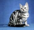 American Shorthair