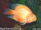 Cichlids