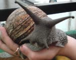 Giant African Land Snails