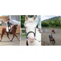 Burcott Riding Centre Somerset