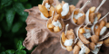 White Rose Caterers - www.whiterosecaterers.co.uk