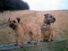 Border Terrier