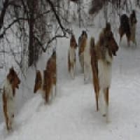 Stirling Collies - www.stirlingcollies.com